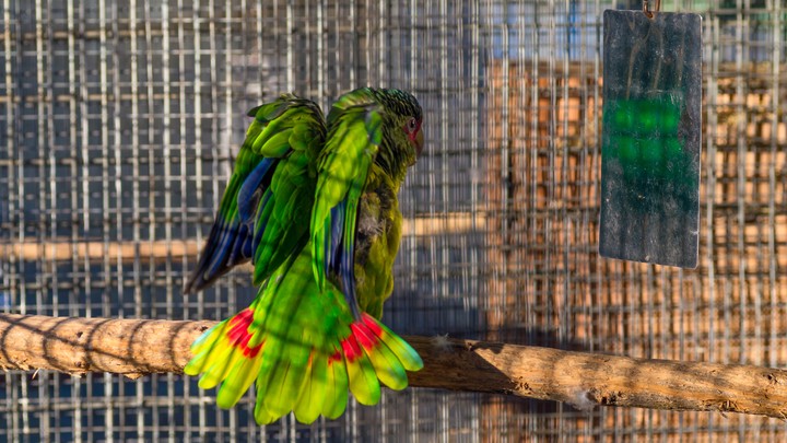 White Fronted Amazon.
