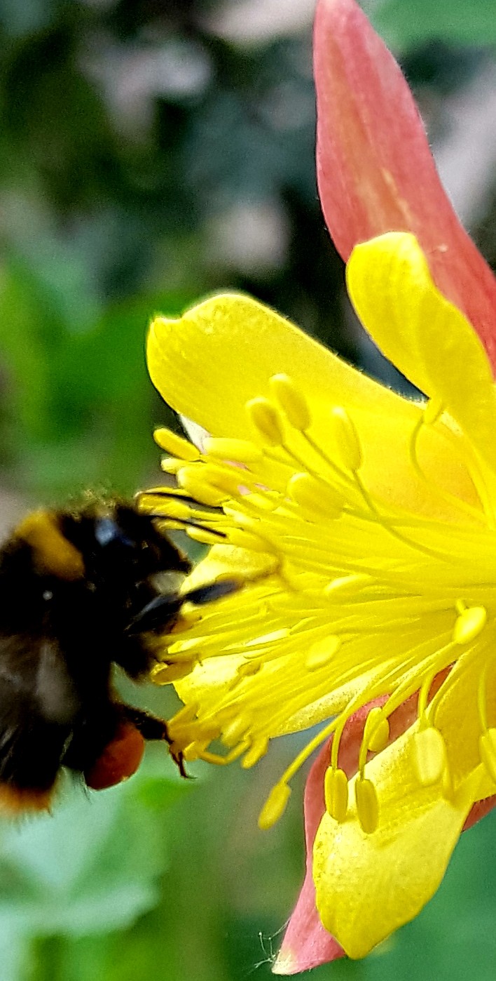 Akkelei mit Hummel