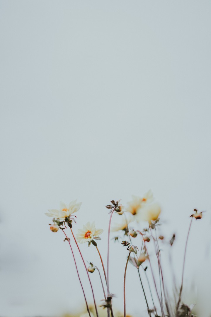??flowers