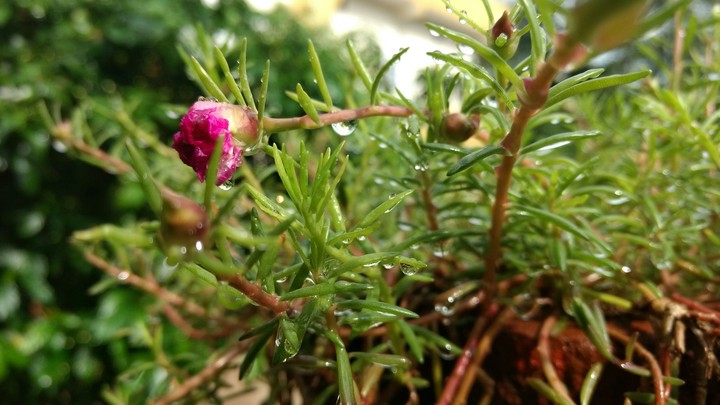 flower