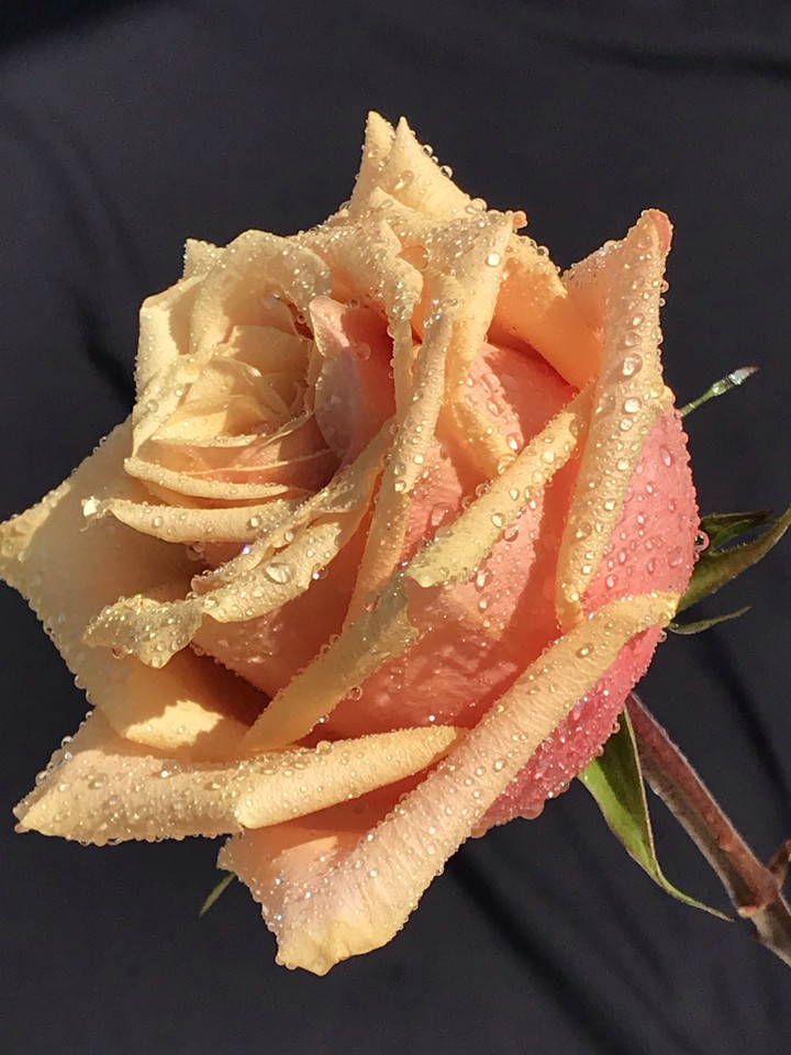 my Rose