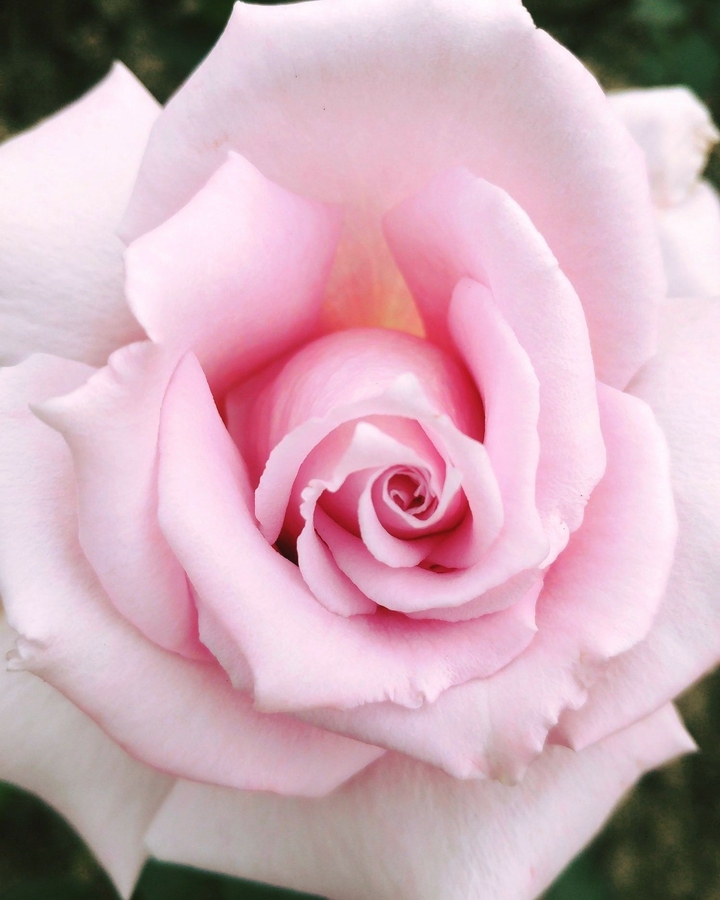 pink rose