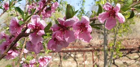 spring