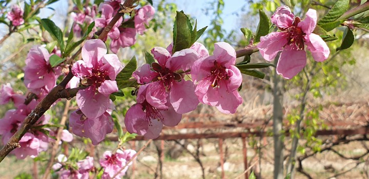 spring