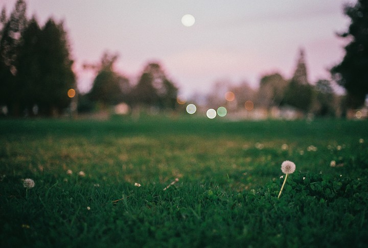 Dandelion