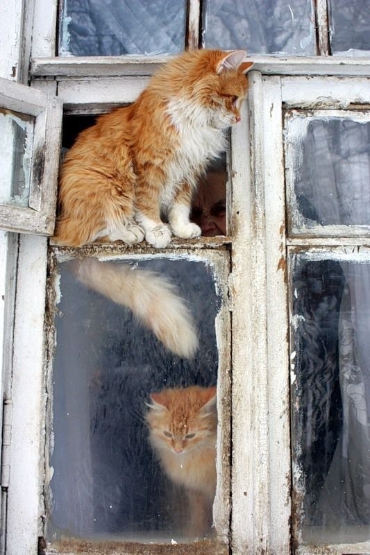 cats