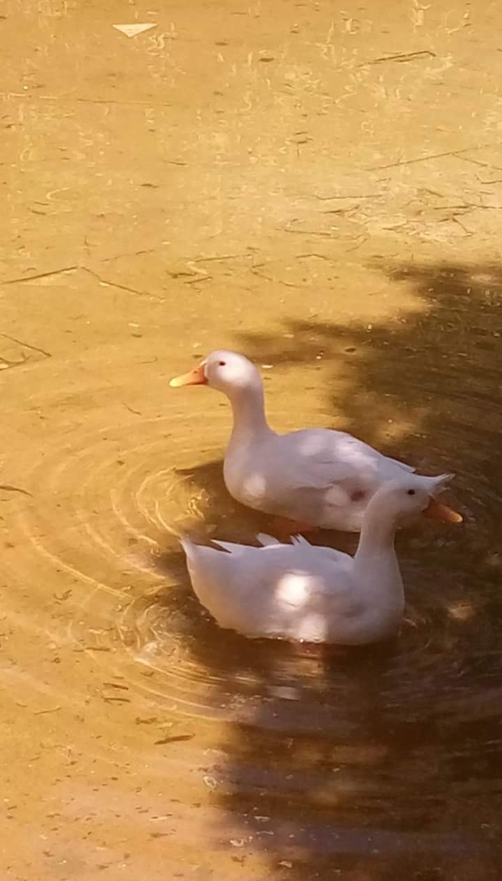 WHEN THERE IS LOVE LIFE BEGINS