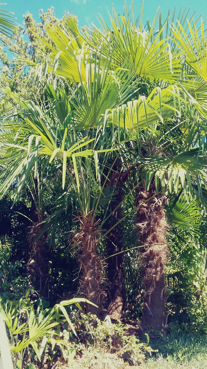 Palm tree