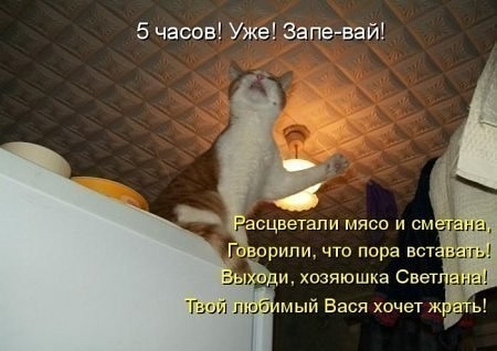 Песни котика