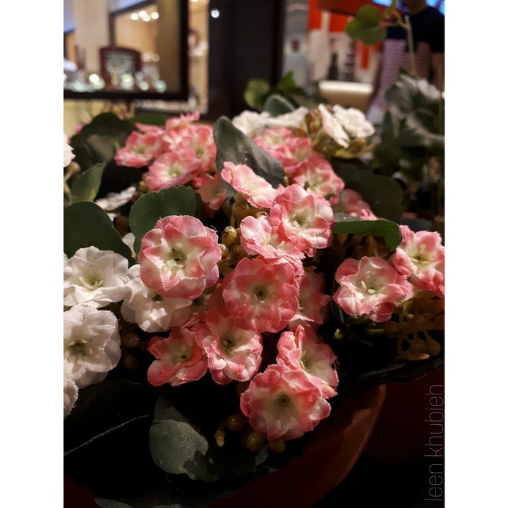 flowers