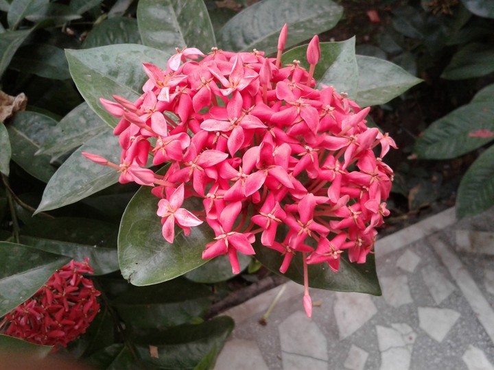 small flowers