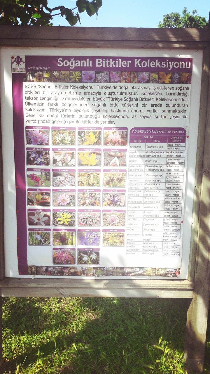 soğanlı bitkiler