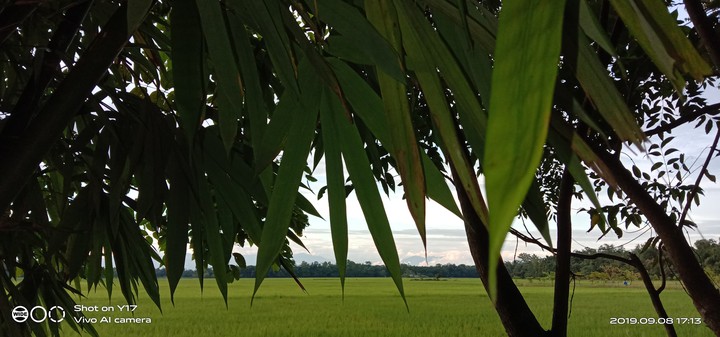greenery