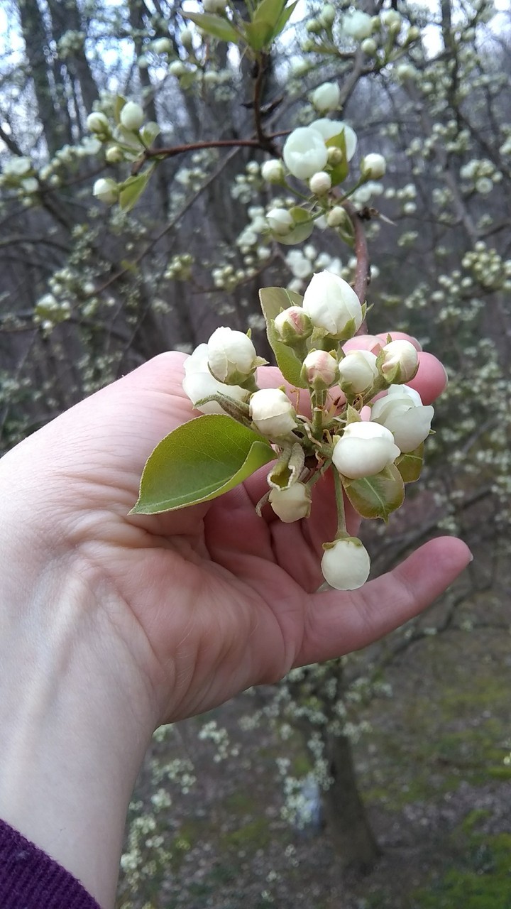 pear tree