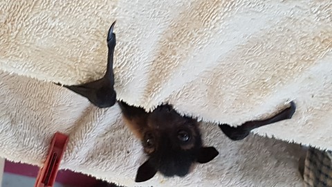 "What's up?" Very young spectacled flying fox checks out the