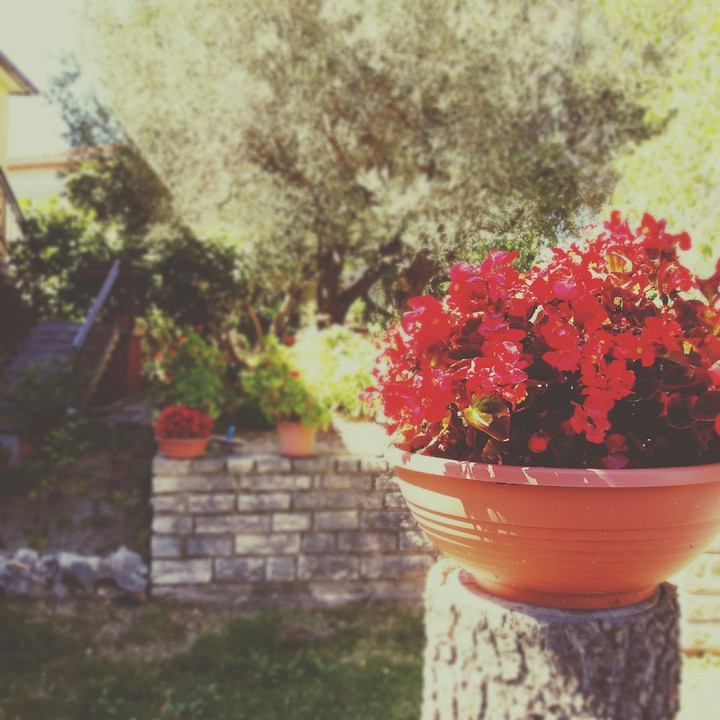 Red Flowers
