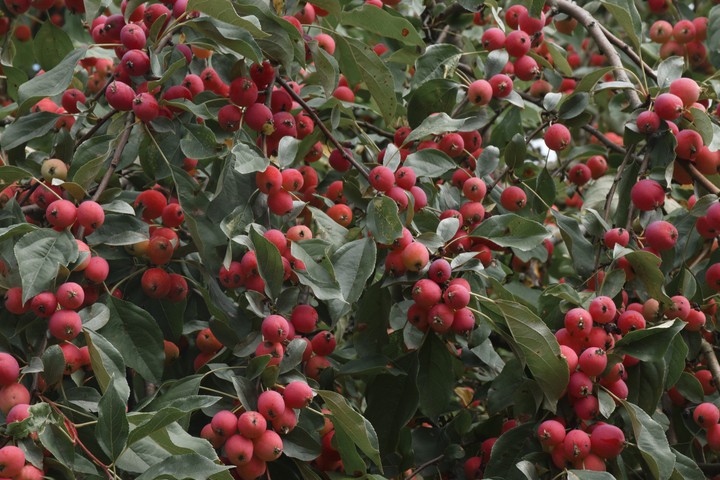 Miniature apples