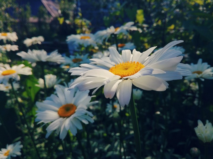 and again camomiles....