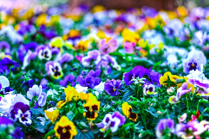 Flower bed