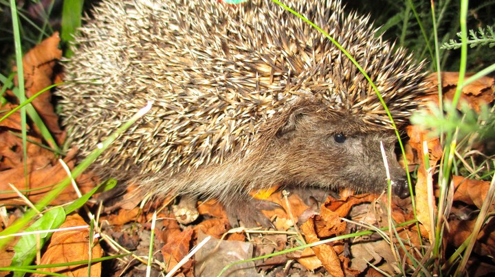 hedgehog
