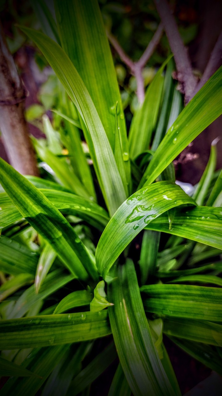 Leaf