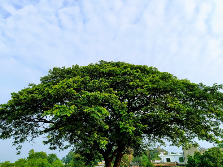 nature