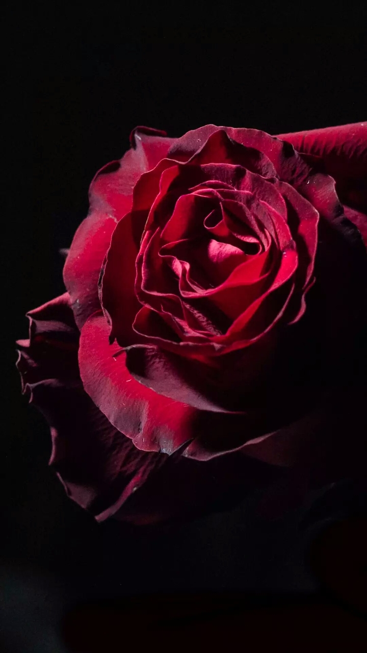 rose