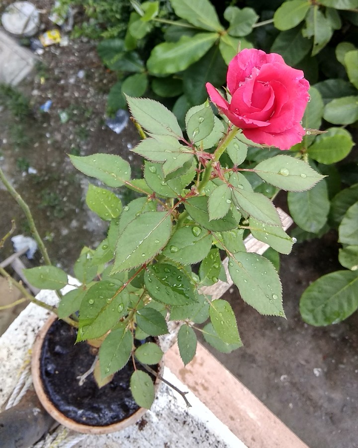 Beautiful Rose
