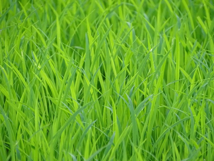 Green Grass
