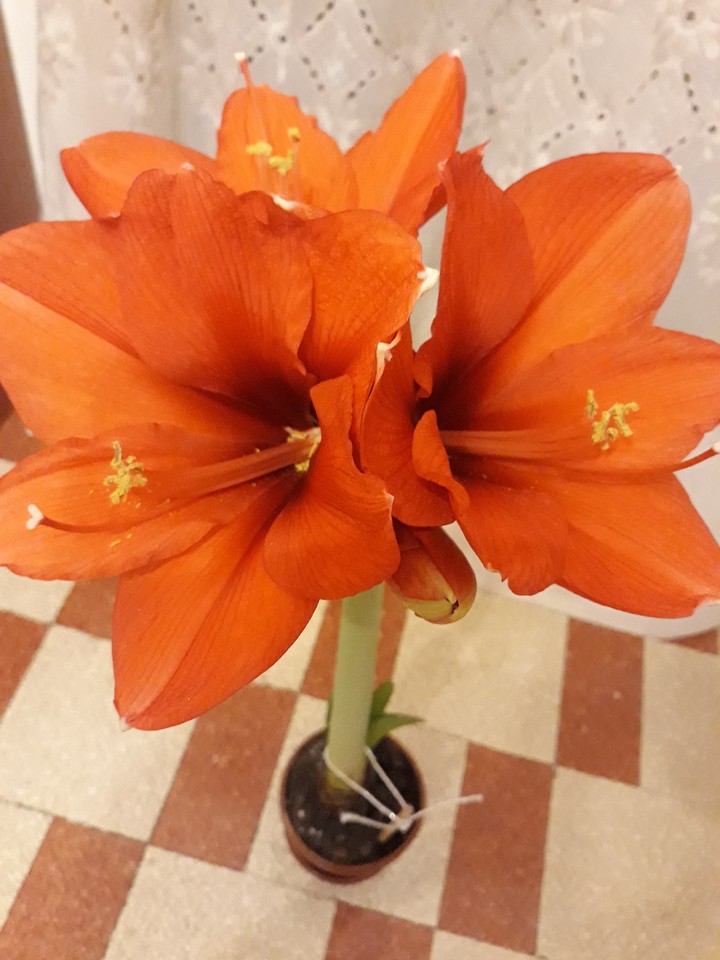 amarillys