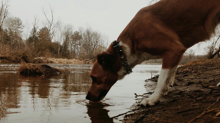 Giant dog