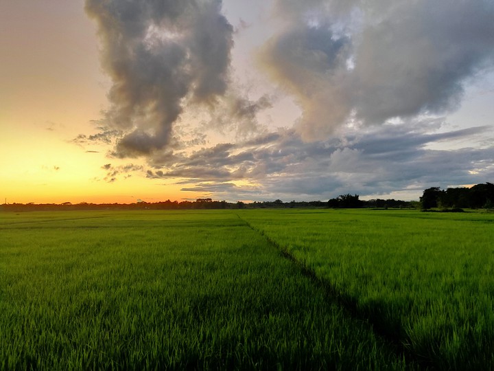 Fields
