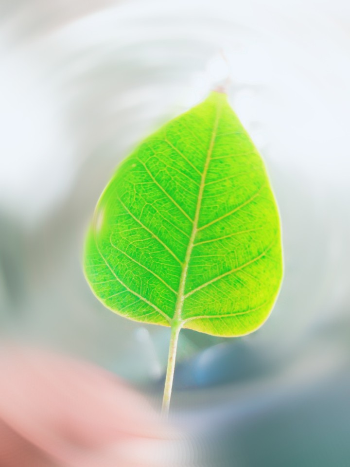 Leaf