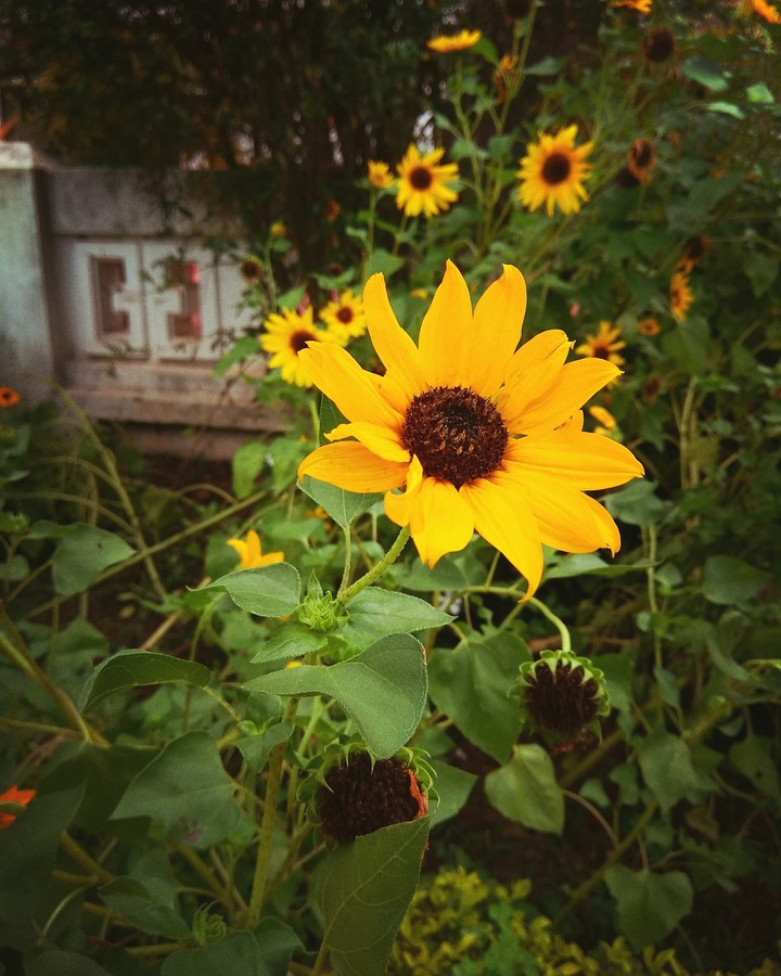 Beautiful Flowers.