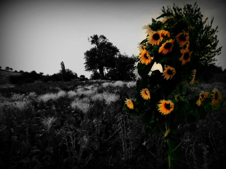 Sunflowers