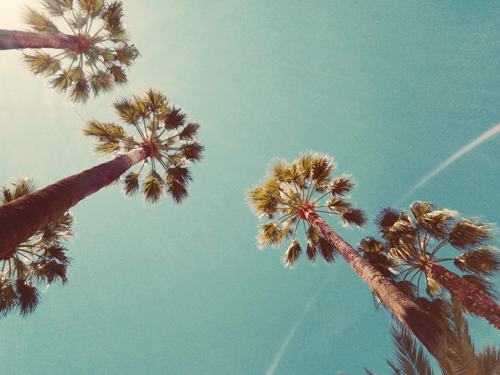 sanremo's palm.
