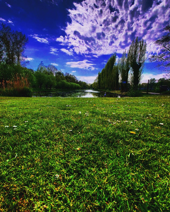 The Park