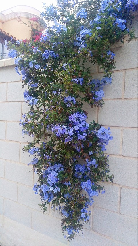Blue flowers, Spain