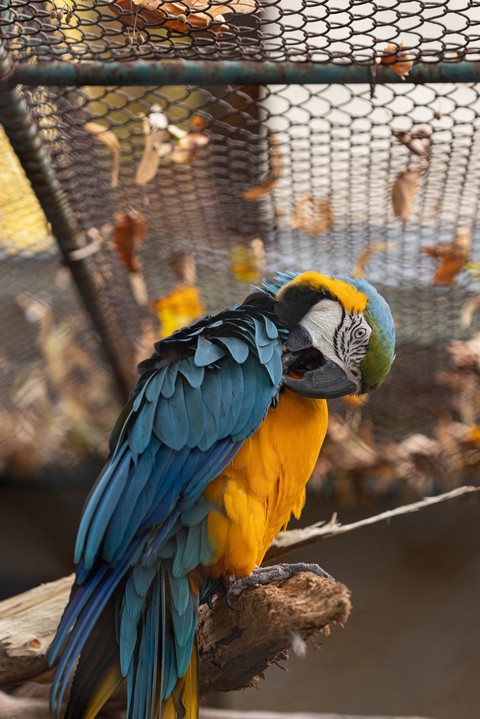 Blue & Yellow Parrot Ara