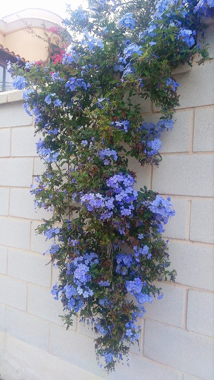 Blue flowers, Spain