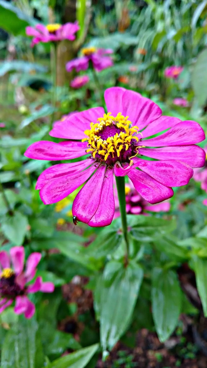 Flower