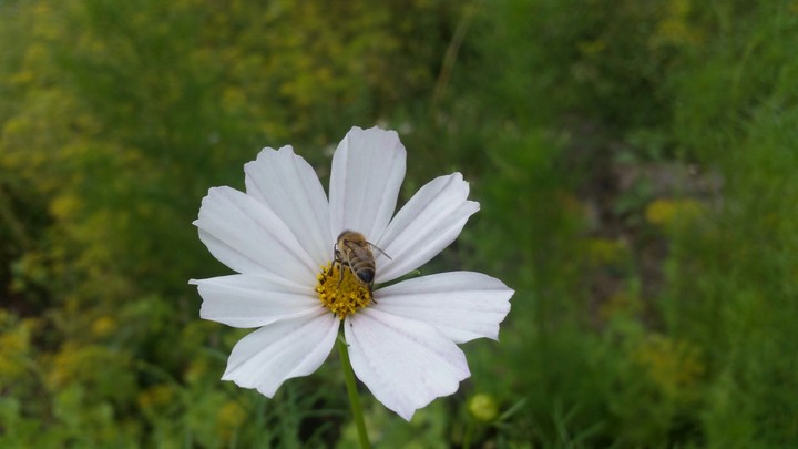 bee on the flower