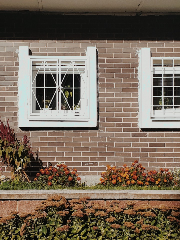 Windows. Flowers