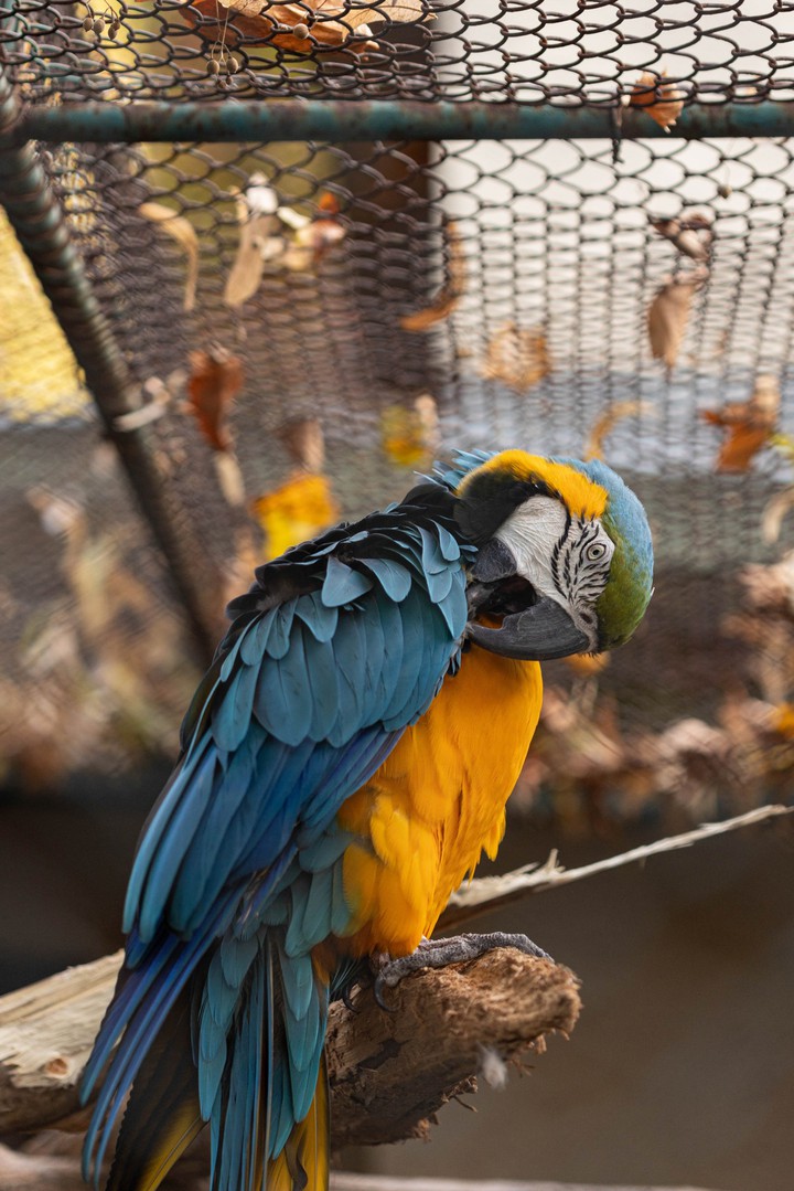 Blue & Yellow Parrot Ara