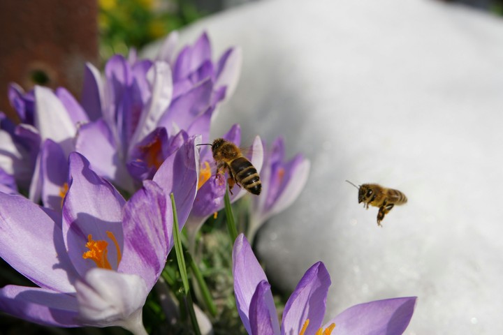 Bienen