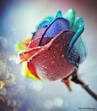 רקעים flower, insect