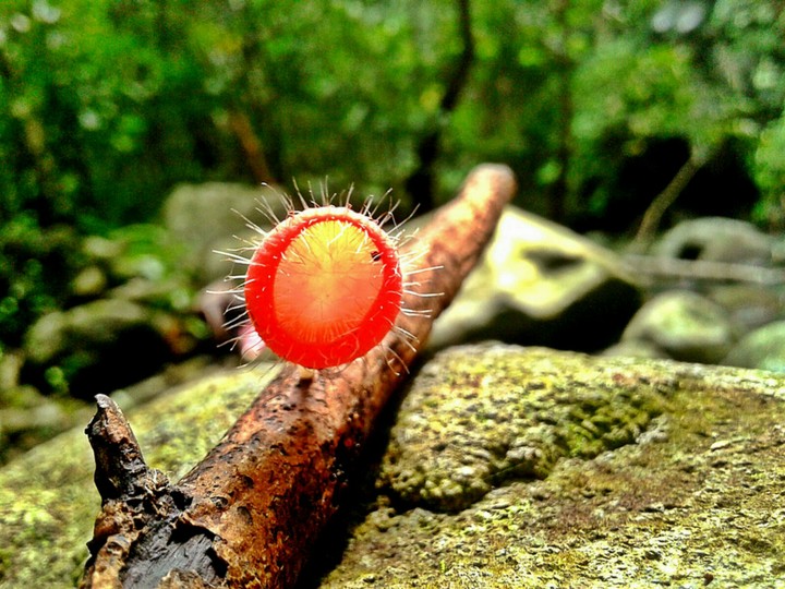 plant on a branch