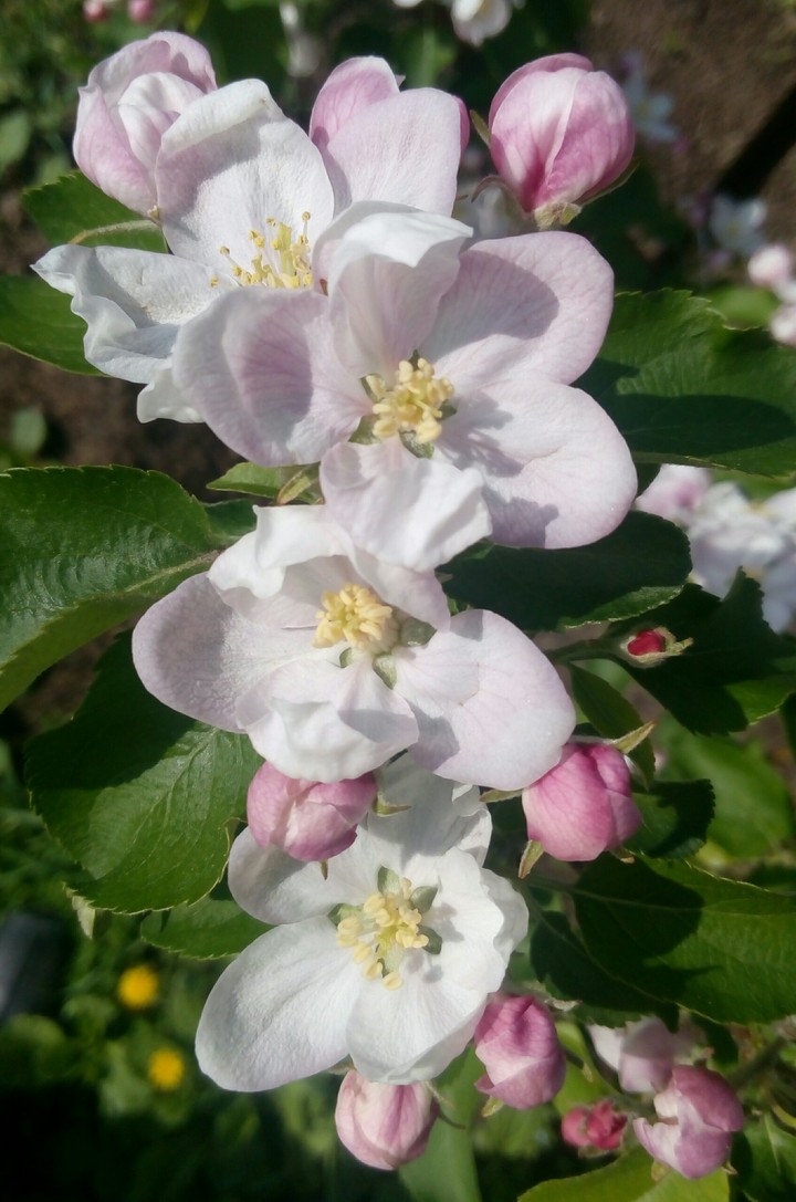 apple tree