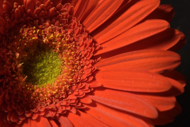 Dalia