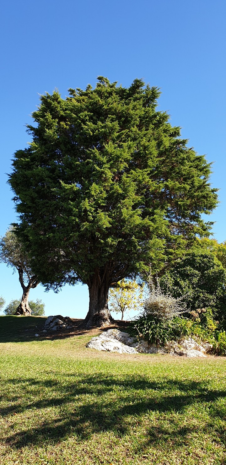 jardim Castelo